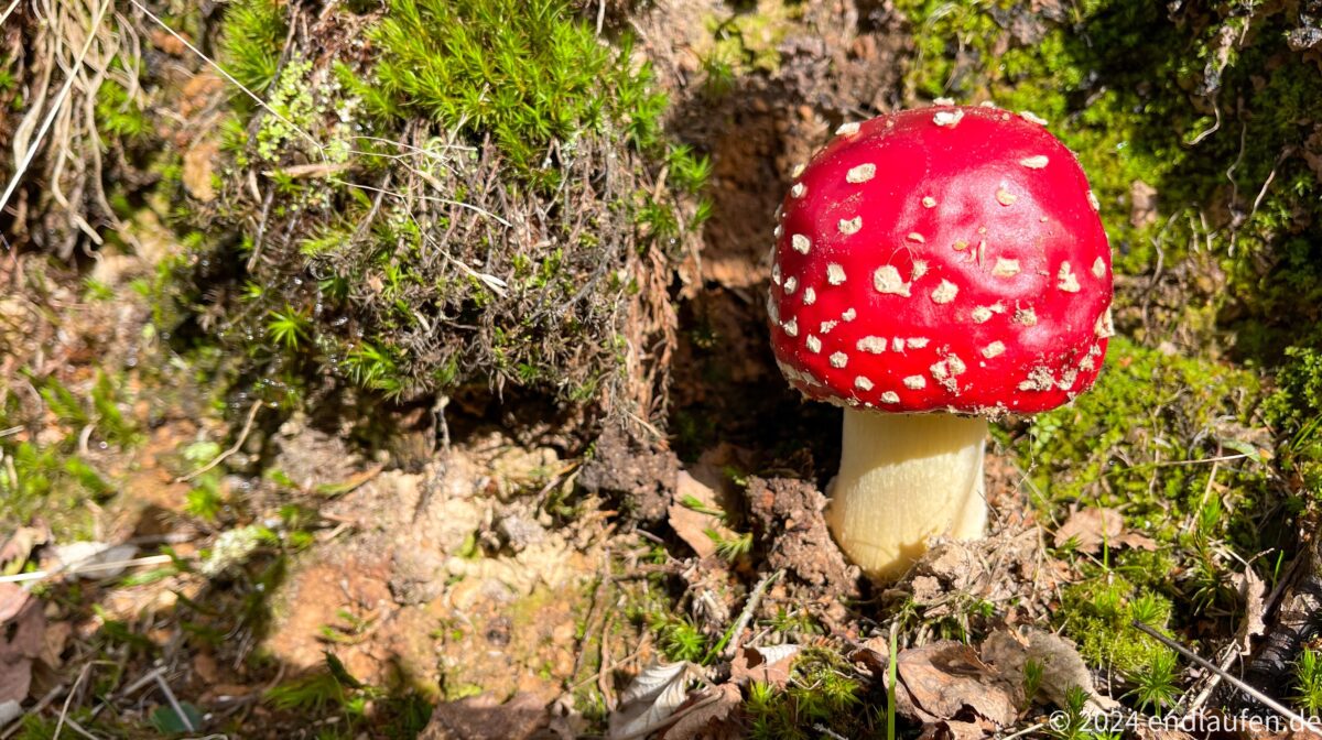Fliegenpilz in der Sonne